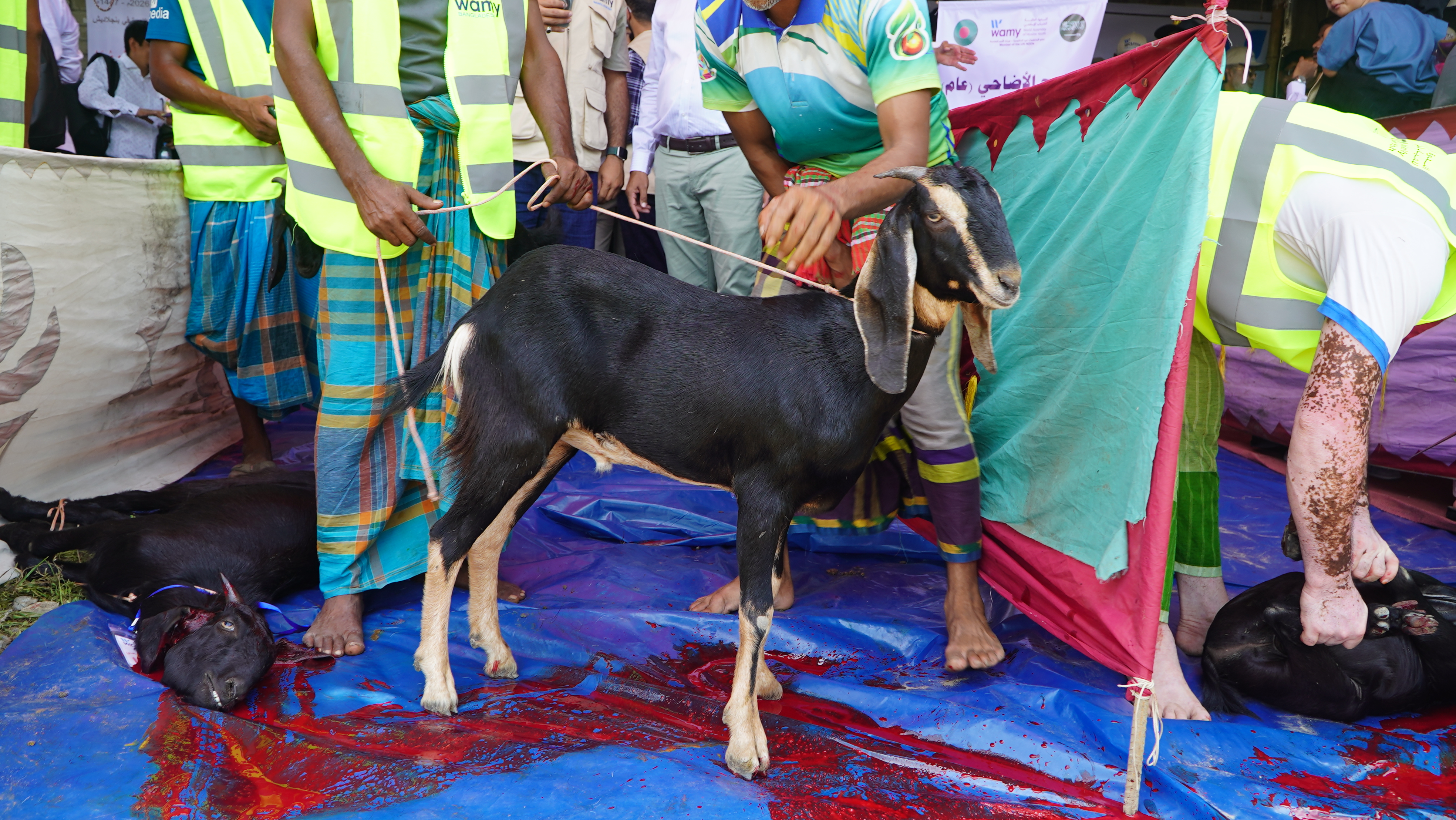 কোরবানি প্রোগ্রাম
